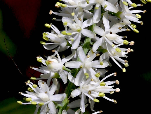 image of Tofieldia glabra, Carolina Bog Asphodel, White Asphodel