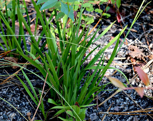 image of Tofieldia glabra, Carolina Bog Asphodel, White Asphodel