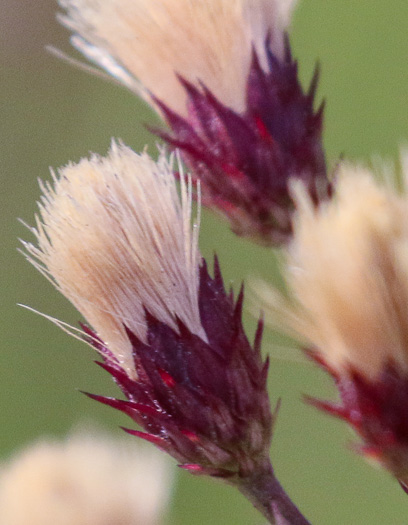 image of Vernonia angustifolia var. angustifolia, Narrowleaf Ironweed, Carolina Slender Ironweed, Carolina Sandhill Ironweed