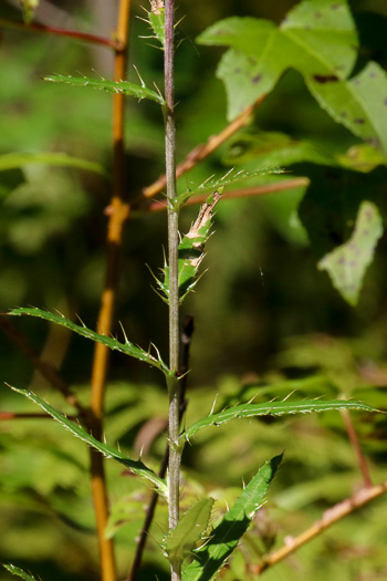 image of Cirsium virginianum, Virginia Thistle