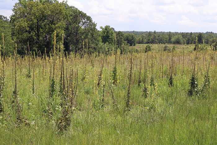 image of Verbascum phlomoides, Clasping Mullein, Orange Mullein