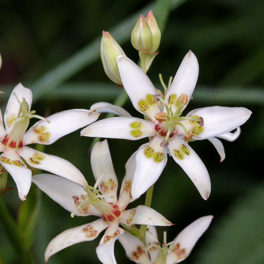 image of Zigadenus glaberrimus, Large Death Camas, Snakeroot, Sandbog Death-camas, Bog Death Camas