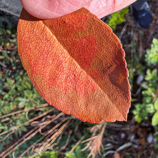 image of Zenobia pulverulenta, Zenobia, Honeycups