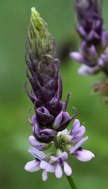 image of Orbexilum psoralioides, Eastern Sampson's-snakeroot