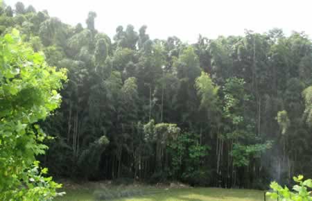 Phyllostachys makinoi