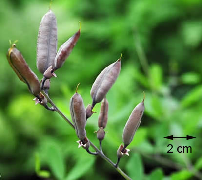 Baptisia albescens