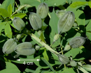 Baptisia australis