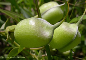 Baptisia bracteata