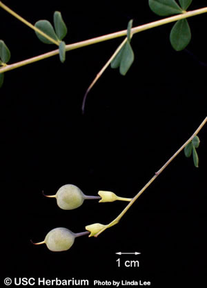 Baptisia tinctoria