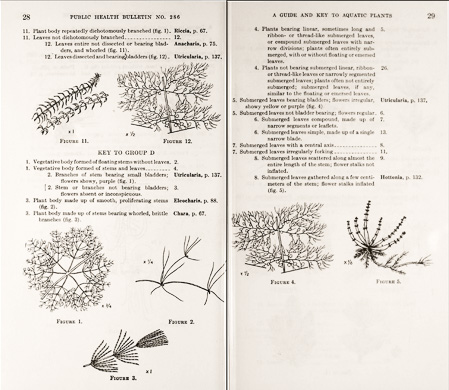 page from A Guide and Key to the Aquatic Plants of the Southeastern United States by Don E. Eyles, J. Lynne Robertson, Jr., with original drawings by Garnet W. Jex