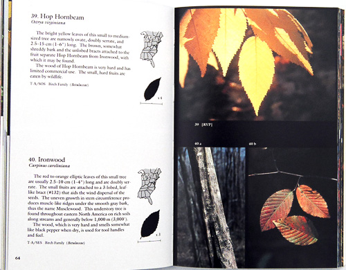 page from Fall Color and Woodland Harvests by C. Ritchie Bell and Anne H. Lindsey