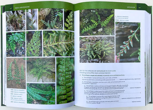 page from Ferns, Spikemosses, Clubmosses, and Quillworts by Emily Sessa