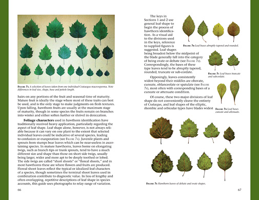 page from Haws - A Guide to Hawthorns of the Southeastern United States by Ron Lance