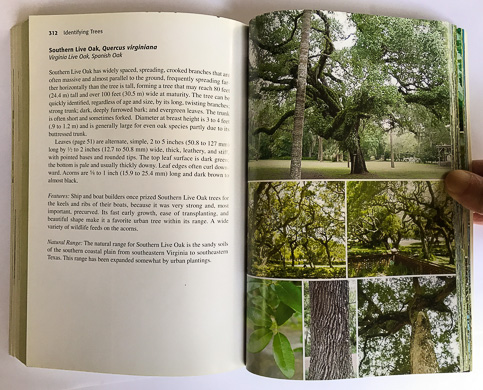 page from Identifying Trees