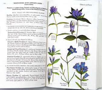 page from Newcomb's Wildflower Guide by Lawrence Newcomb