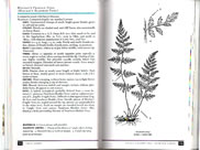 page from Peterson Field Guide to Ferns of Northeastern and Central North America