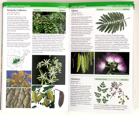 page from Field Guide to Trees of North America by Bruce Kershner, Daniel Mathews, Gil Nelson, Richard Spellenberg