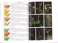 page from Wildflowers in the Field and Forest by Steven Clemants and Carol Gracie