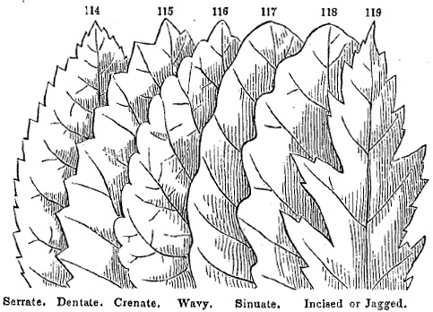 leaf margins