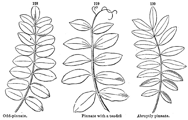 compound leaves