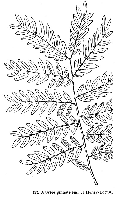 a twice-pinnate leaf of Honey Locust