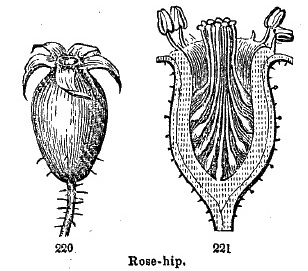 Rose-hip