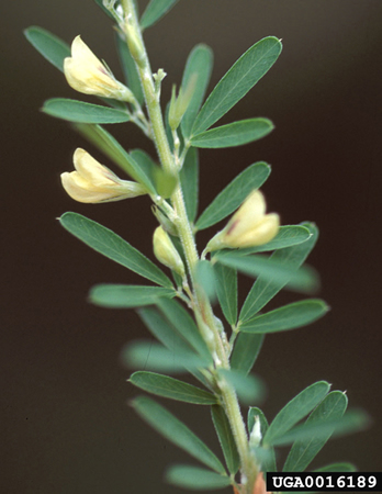 Lespedeza cuneata