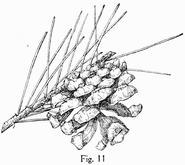 Fig. 11