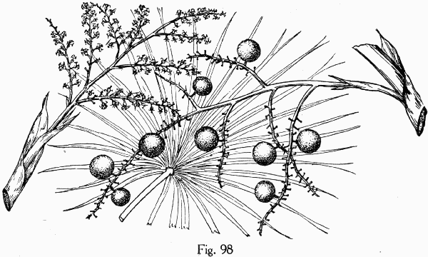 Fig. 98