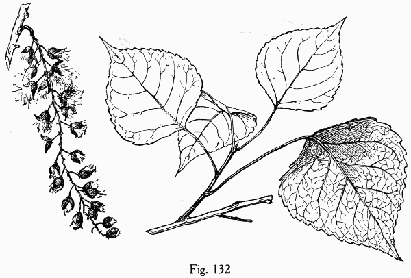 Fig. 132