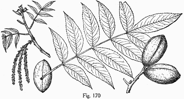 Fig. 170