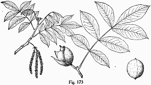 Fig. 173