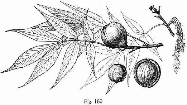 Fig. 180