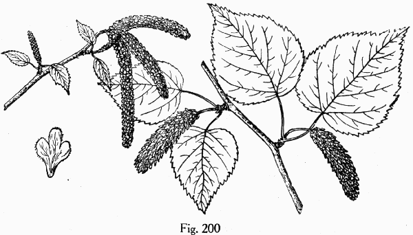 Fig. 200