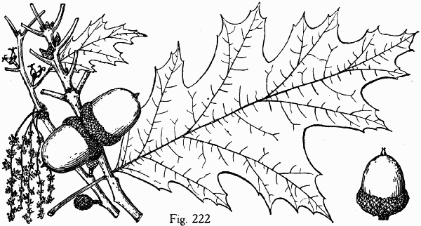 Fig. 222