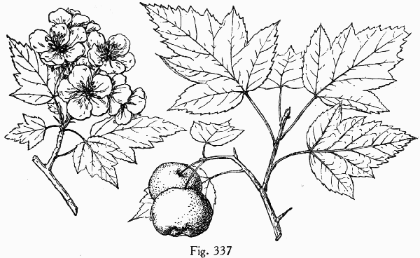 Fig. 337