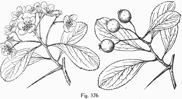 Fig. 376