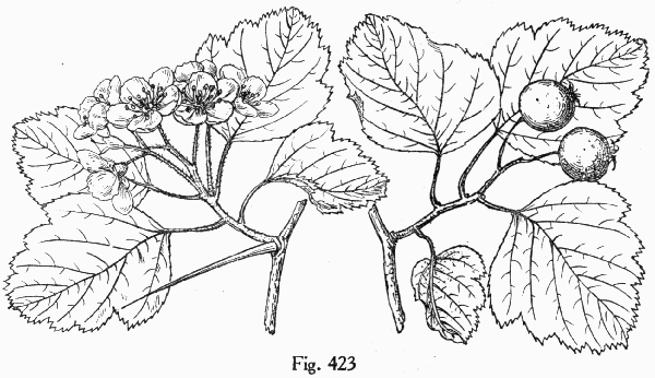 Fig. 423