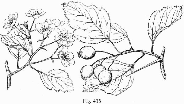 Fig. 435