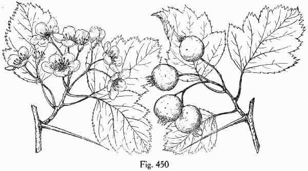 Fig. 450