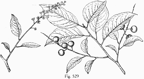 Fig. 529