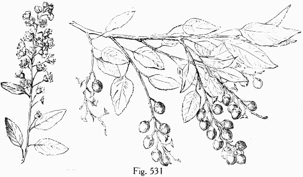 Fig. 531