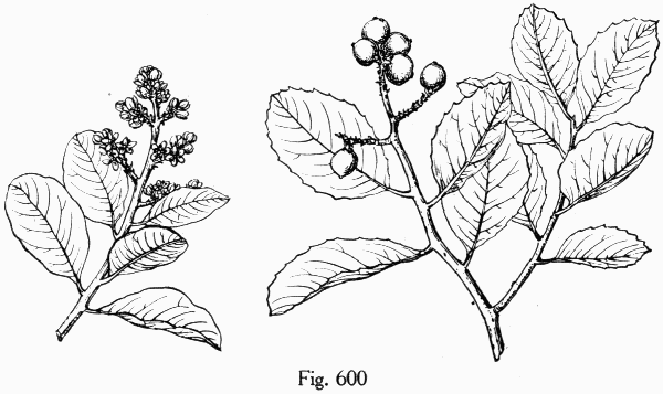 Fig. 600