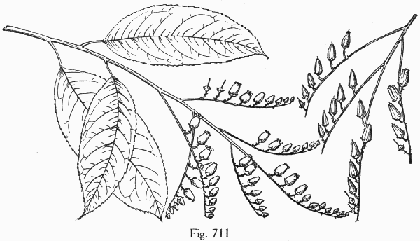 Fig. 711