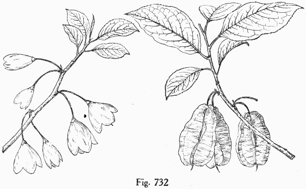 Fig. 732