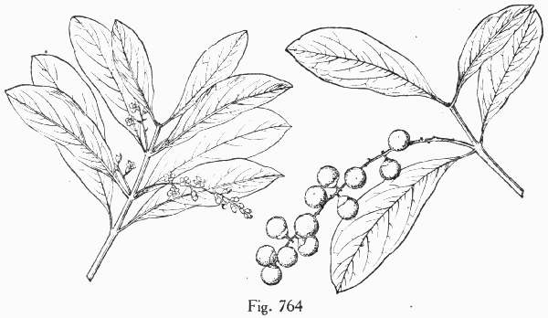 Fig. 764